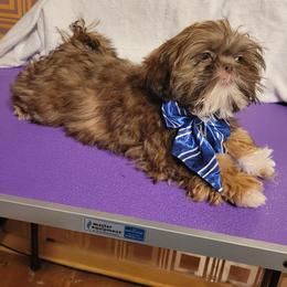 Happy - Liver and white male Shih Tzu puppy in Parma, Ohio from D's DeVine Shih-Tzu