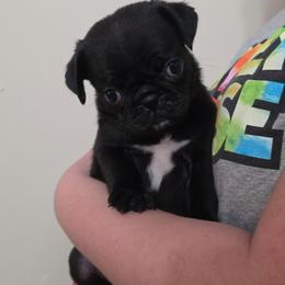 Girl 1 - Black female Pug puppy in Olin, North Carolina from Piggy Pugs