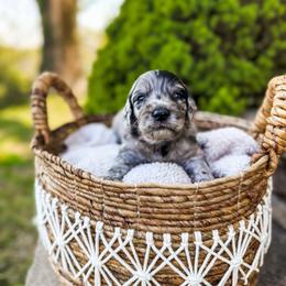 Yankee - Merle male Goldendoodle puppy in Soddy Daisy, Tennessee from The W Doods
