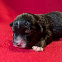 Patsy - Black tri female Toy Australian Shepherd puppy in Shepherd, Texas from GAMALA Farm & Kennels
