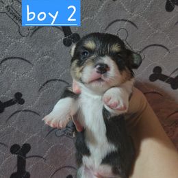 Boy 2 - Black and tan male Pembroke Welsh Corgi puppy in Necedah, Wisconsin from The 6Ks Paws and Hobbies