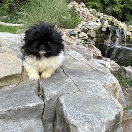 Dapples - Black Pekingese puppy in Cumming, Georgia from Imperial Pekingese
