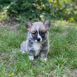 Glacier - Sable and white male American Corgi puppy in Hope, Arkansas from Foxy Knoll Farm