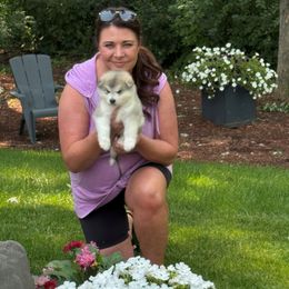 Girl 2 - Gray and white female Alaskan Malamute puppy in Ramsey, Minnesota from Windchaser Kennels