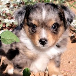 Miniature Australian Shepherd and Toy Australian Shepherd Puppies from Heritage Homestead