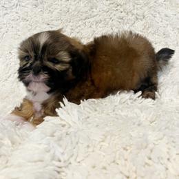 AKC Wiggles - Sable male Shih Tzu puppy in Greenville, South Carolina from Babyface Shih Tzu