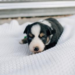 Urie - Black tri male Miniature Australian Shepherd puppy in Enoch, Utah from Twisted H Aussies