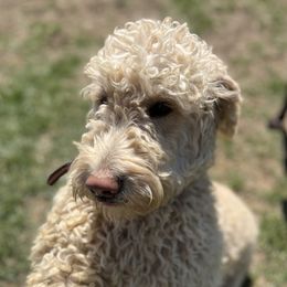 Rose - Goldendoodle