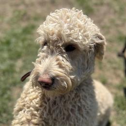 Rose - Goldendoodle