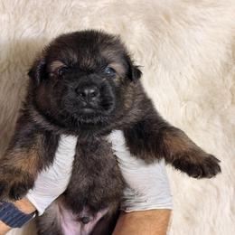 Boy 4 - Sable male German Shepherd puppy in Hollis Center, Maine from Noble German Shepherds of Maine