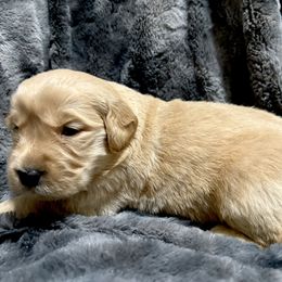Prancer - Golden female Golden Retriever puppy in Seville, Ohio from Retriever Ranch