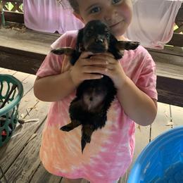 Dachshund Puppies from L & A Dachshunds