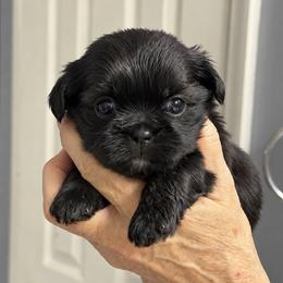 Maisey - Black female Shih Tzu puppy in Tallahassee, Florida from Bows and Bow Ties