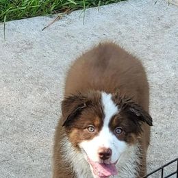 Australian Shepherd Puppies from Solace Australian Shepherds
