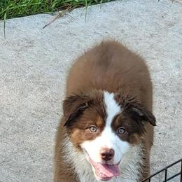 Australian Shepherd Puppies from Solace Australian Shepherds