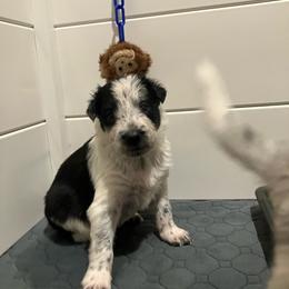 Willow - Black and white female Border Collie puppy in Holden, Missouri from Spotted Feather Farm