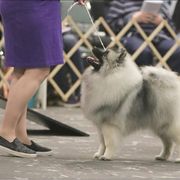 Camille - Keeshond
