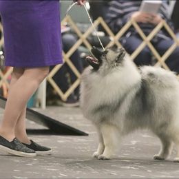 Camille - Keeshond