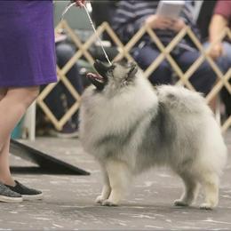 Camille - Keeshond