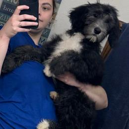 Elinor- - Aussiedoodle puppy from Love my doodles/ Aussiedoodle love