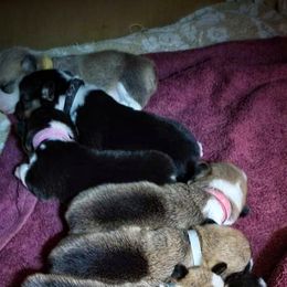 Pembroke Welsh Corgi Puppies from BLACK HILLS CORGIS