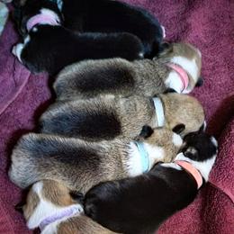 Pembroke Welsh Corgi Puppies from BLACK HILLS CORGIS