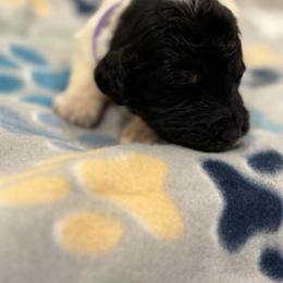 Goldendoodle and Poodle Puppies from Southern Stroll Poodles & Doodles