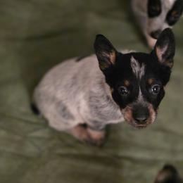 Australian Cattle Dog and Border Collie Puppies from 3R Ranch / Australian cattle dogs