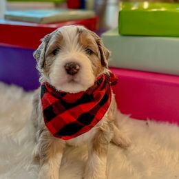 Homer - Merle Bernedoodle puppy in Washougal, Washington from Sandy Creek Bernedoodles