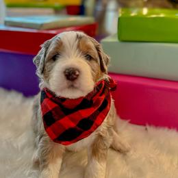 Homer - Merle Bernedoodle puppy in Washougal, Washington from Sandy Creek Bernedoodles