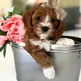 Wink - Red female Cavapoo puppy in West Jordan, Utah from Ruby's Cavapoos
