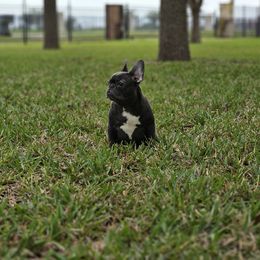 French Bulldog Puppies from Charles Frenchies