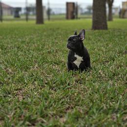 French Bulldog Puppies from Charles Frenchies