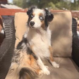 Lil' Biggs - Blue merle male Australian Shepherd puppy in Penrose, Colorado from Best Friend Aussies