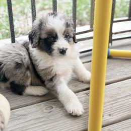 Tucker - Blue merle male Aussiedoodle puppy in Rochester, Massachusetts from Harmony Hill Doodles