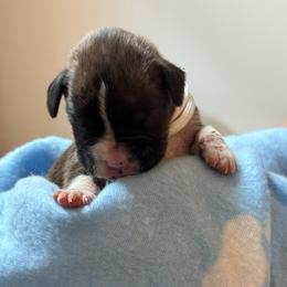 White Boy - Brindle male Boxer puppy in Gainesville, Georgia from RayJen Cajun Boxers