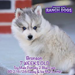Bronson - Silver and white male Pomsky puppy in Humeston, Iowa from M.A.R. Dogs