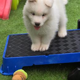 Red boy - White and biscuit male Samoyed puppy in Elwell, Michigan from Limelight Samoyeds