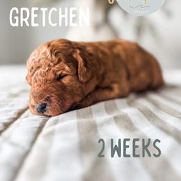 Gretchen - Red  female Goldendoodle puppy in Jacksonville, Florida from First Coast Goldendoodles