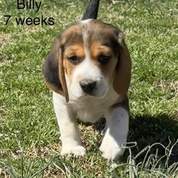 Halo AKC - Black tan and white female Beagle puppy in Rogersville, Missouri from Hales Little Beagle Haven