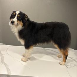 Kali - Black tri-color female Australian Shepherd puppy in Lakewood, California from Cloud Nine Kennel