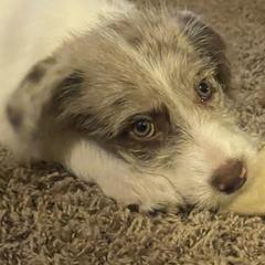 Aussiedoodles, Bordoodles, and Poodles from Danie’s Doggie Den