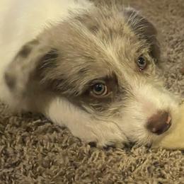 Aussiedoodles, Bordoodles, and Poodles from Danie’s Doggie Den