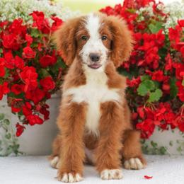 Red (socialization program grad) - Red male Bernedoodle puppy in Dundee, Ohio from Down Home Doodle
