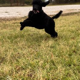 Dalmatian, Poodle, and Rhodesian Ridgeback Puppies from Ruffles, Ridges, & Spots!