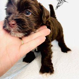 Yorkshire Terrier Puppies from Hummingbird Farm & Gardens