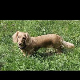 Brandi - Dachshund