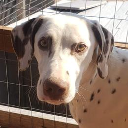 Taylor - Dalmatian