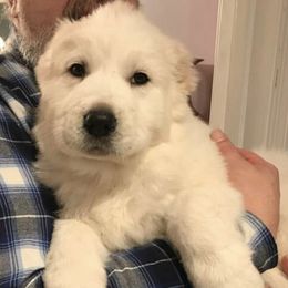 Central Asian Shepherd Dogs and French Bulldogs from Homant's Dogs