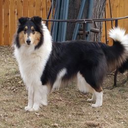 Zia - Collie
